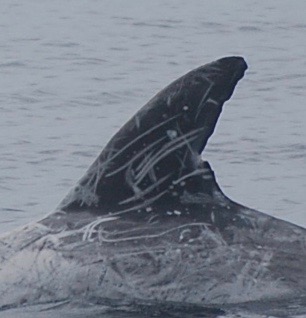 LeftDorsal