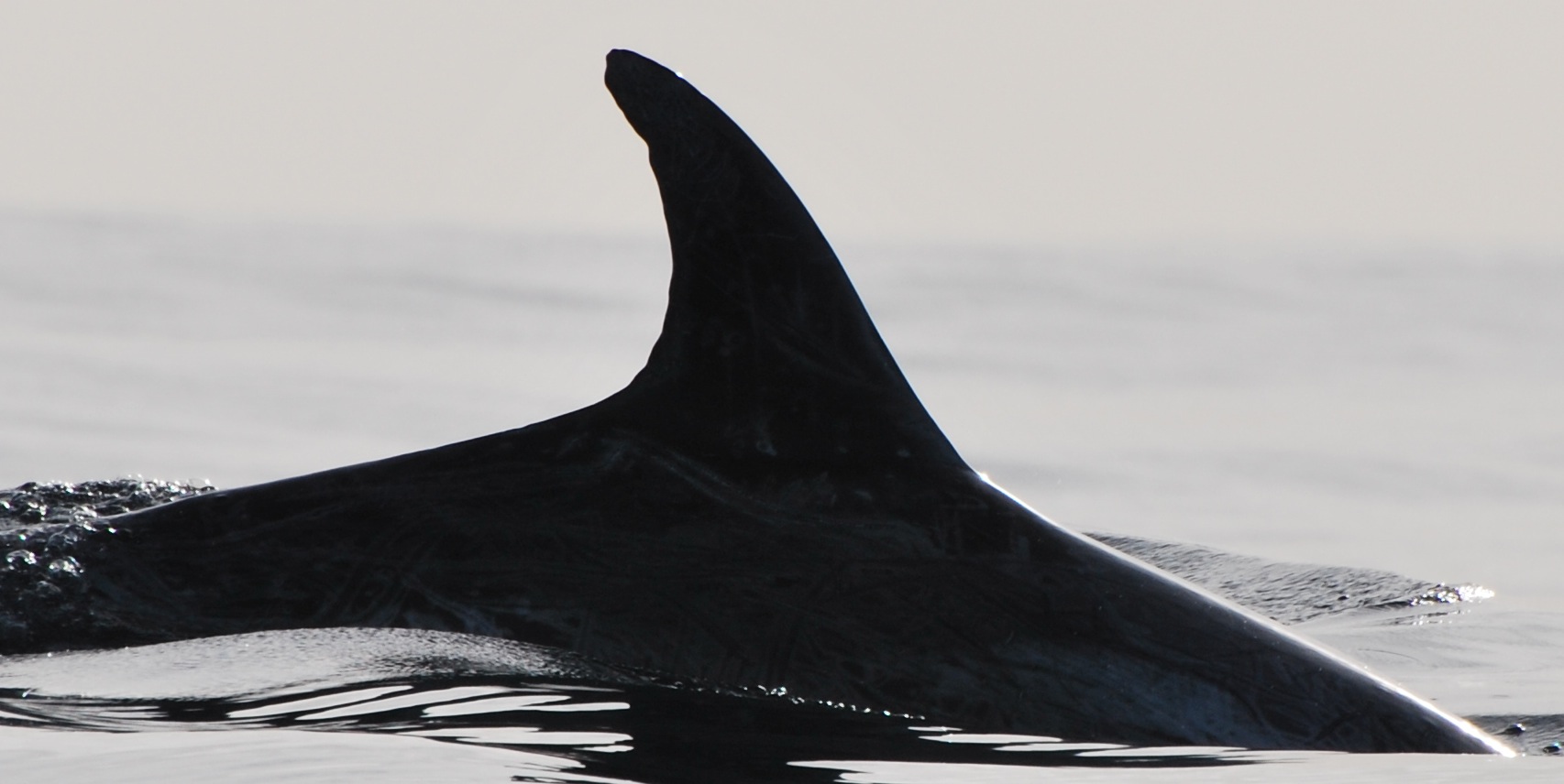 RightDorsal