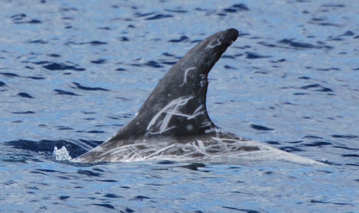 LeftDorsal