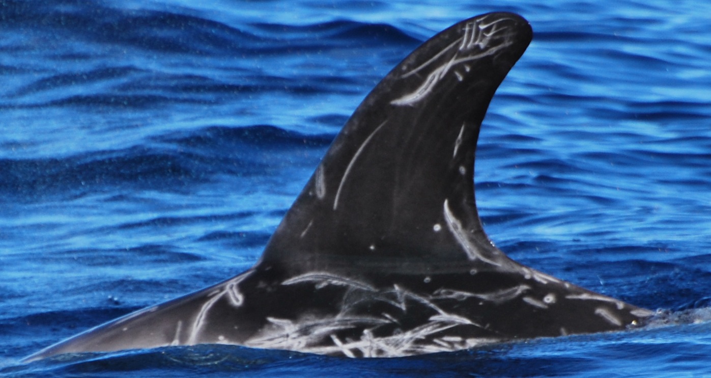 LeftDorsal