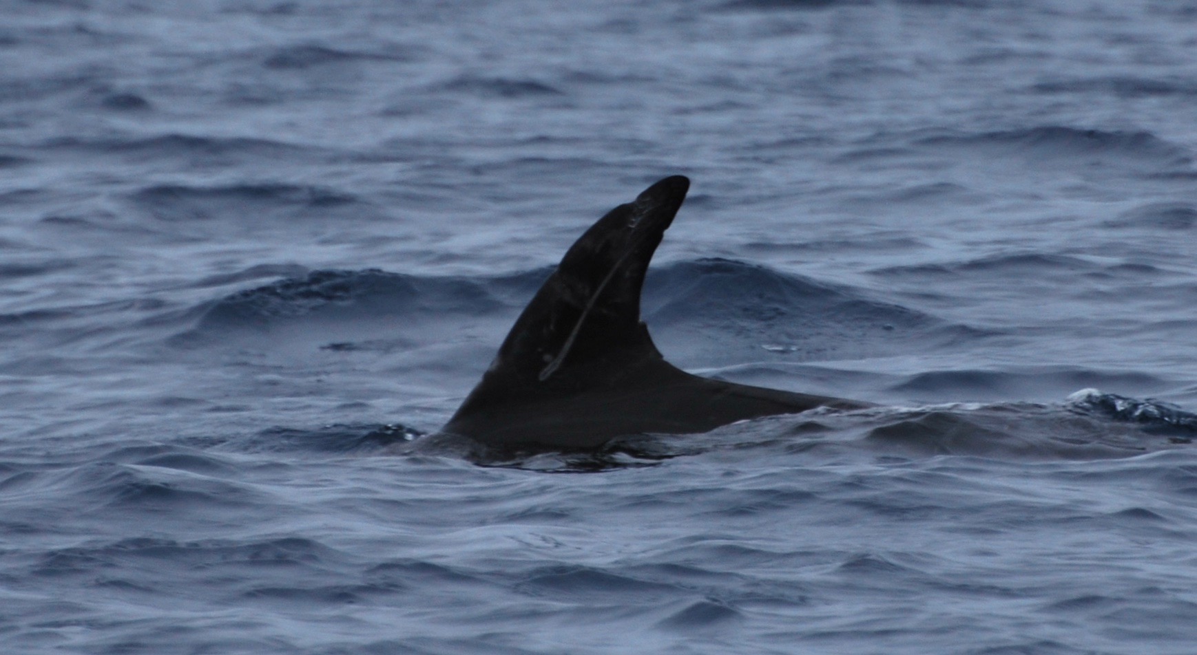 LeftDorsal