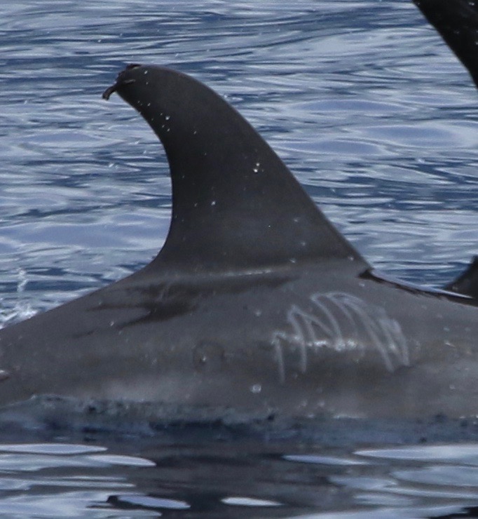 RightDorsal