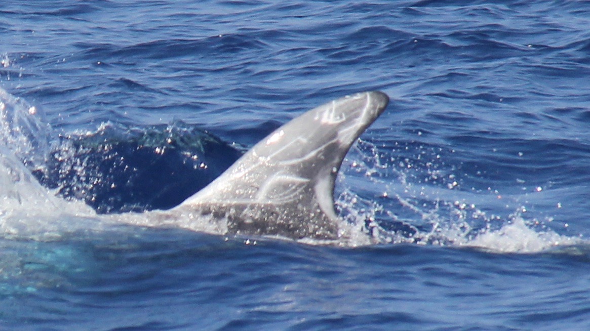 LeftDorsal