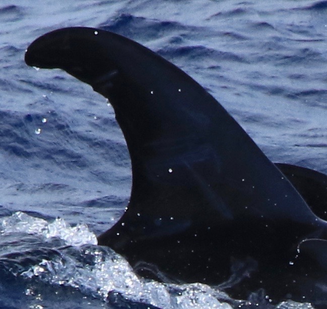 RightDorsal