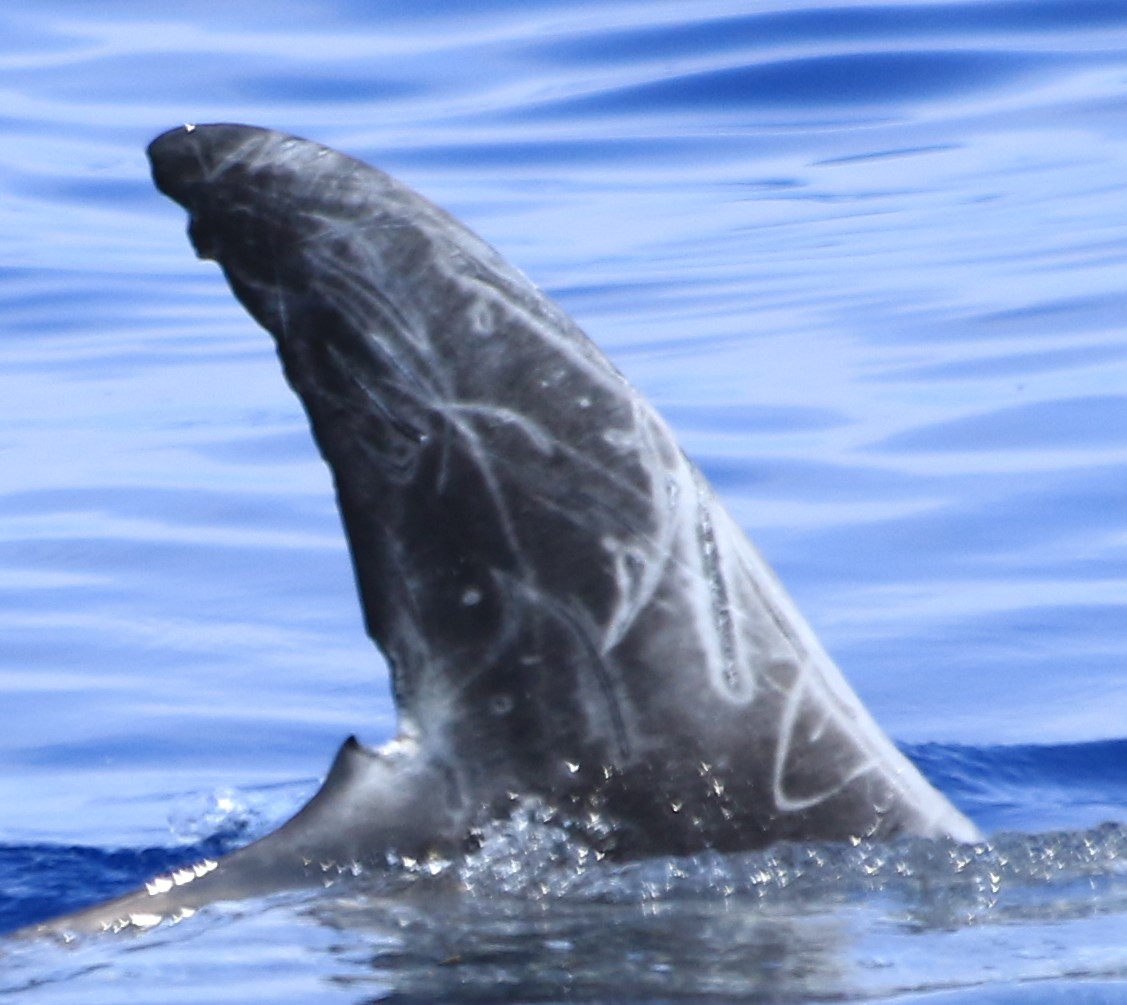 RightDorsal