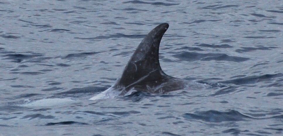 LeftDorsal