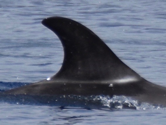 RightDorsal