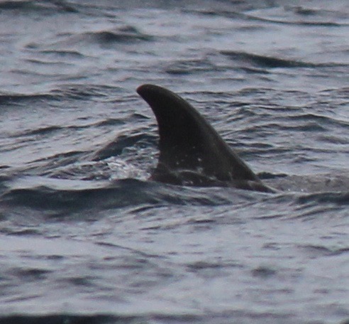 RightDorsal