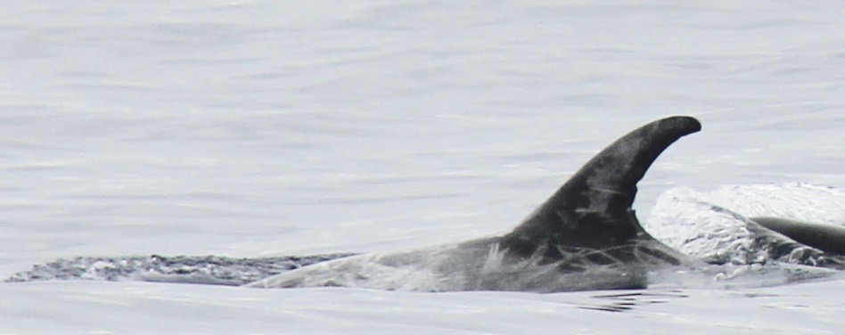 LeftDorsal