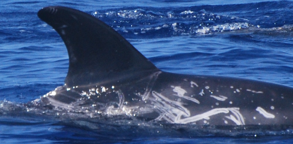 RightDorsal
