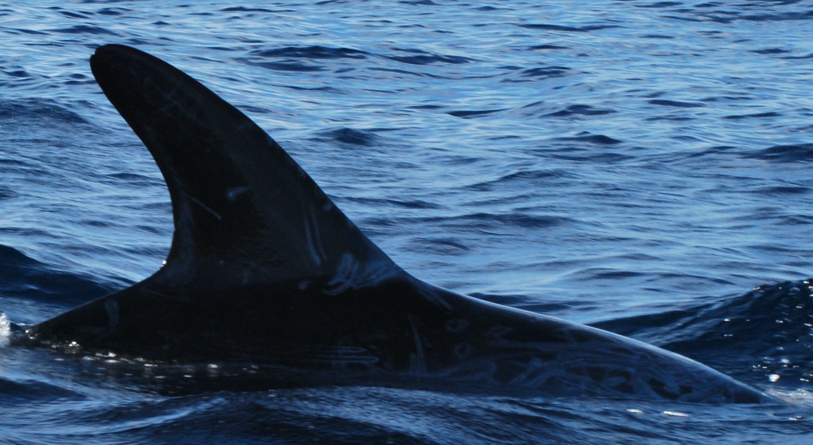RightDorsal