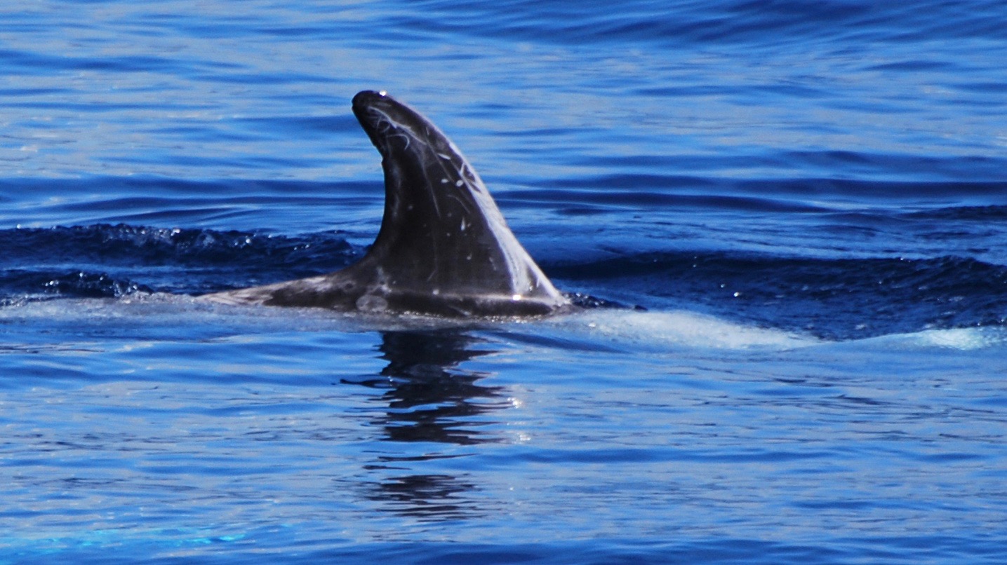 RightDorsal