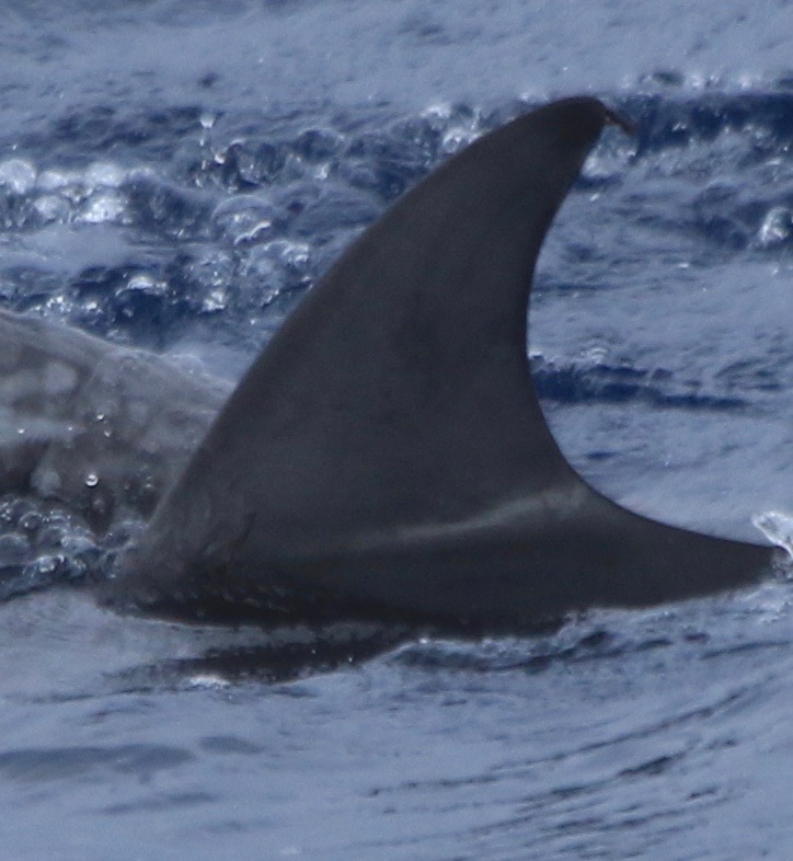 LeftDorsal