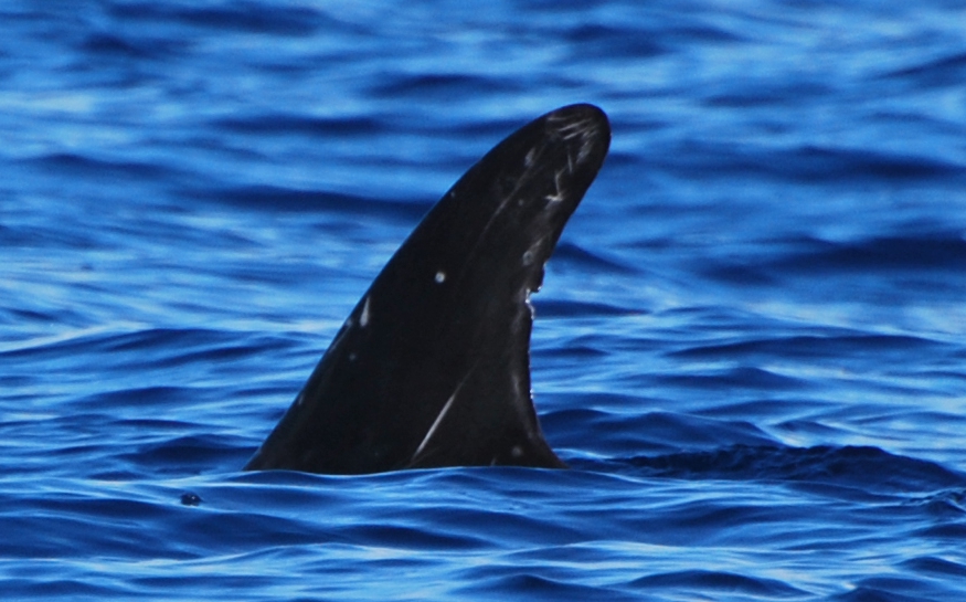 LeftDorsal