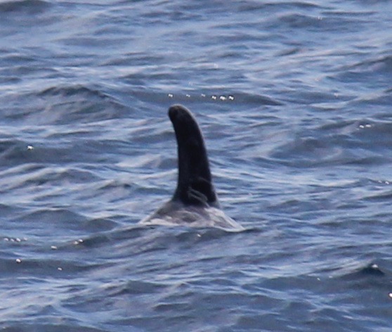 RightDorsal