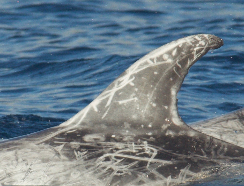 LeftDorsal