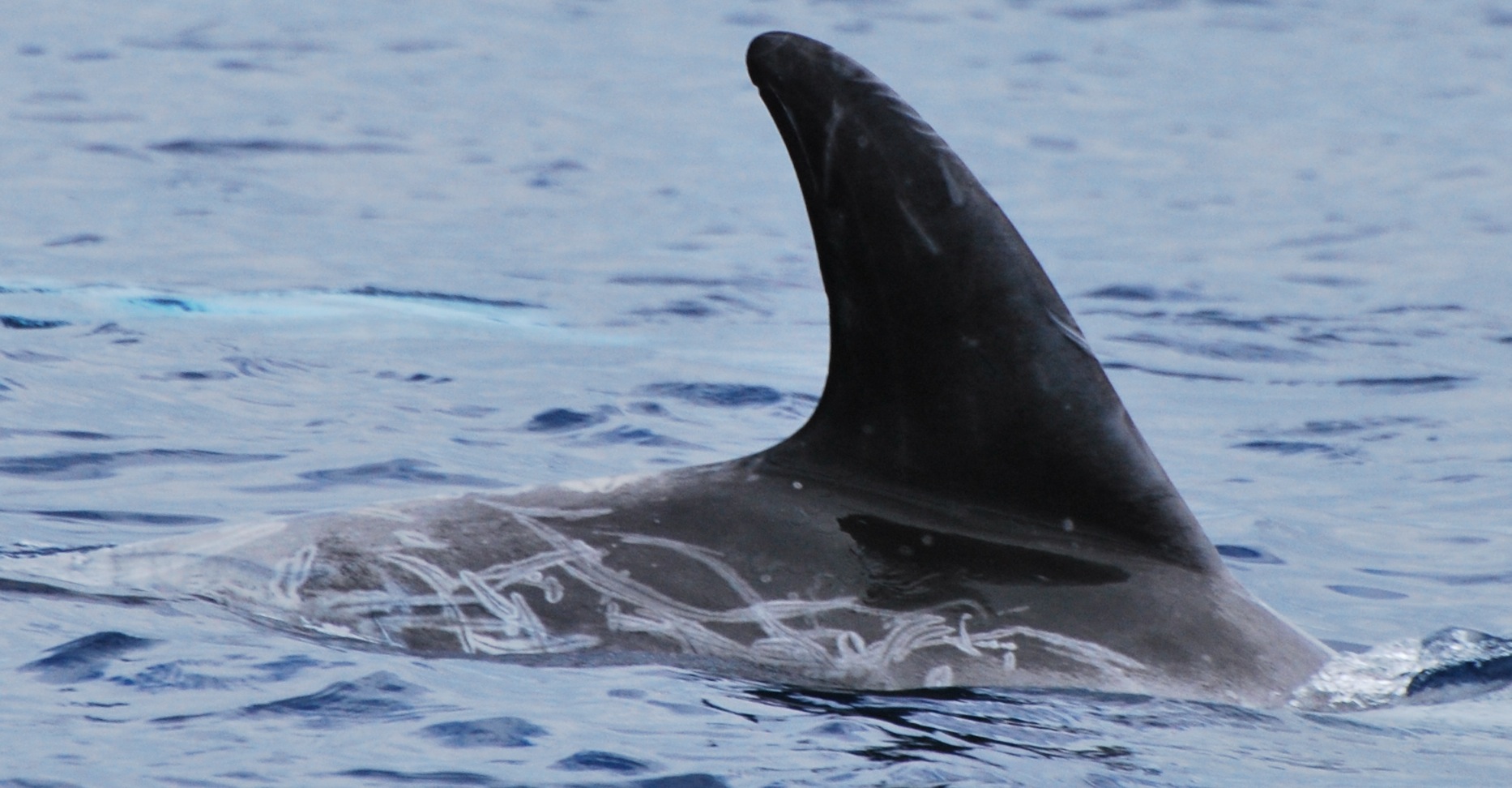 RightDorsal