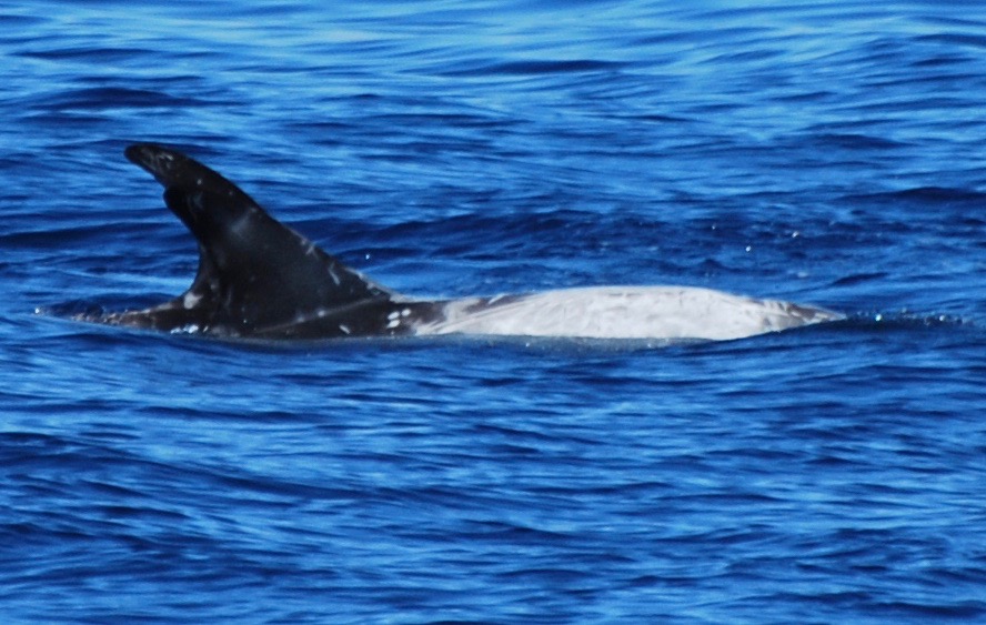 RightDorsal