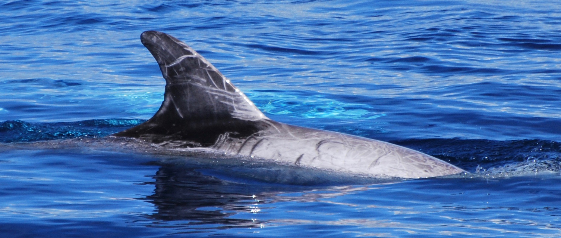 RightDorsal