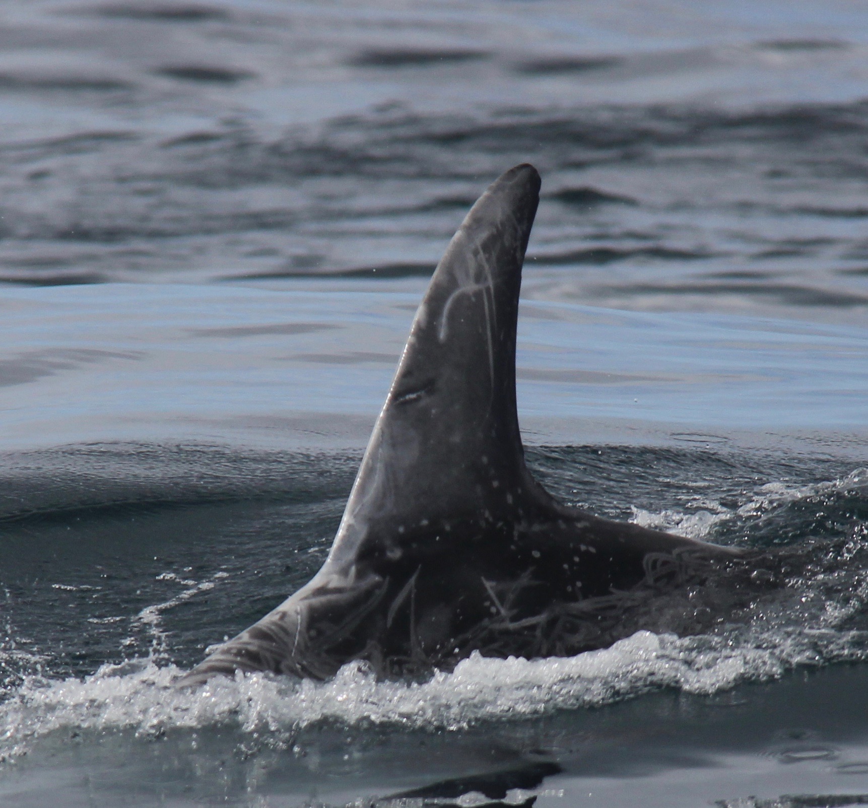 LeftDorsal