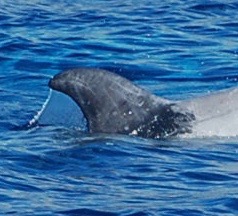 RightDorsal