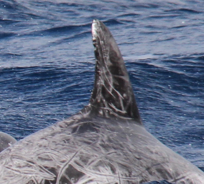 RightDorsal