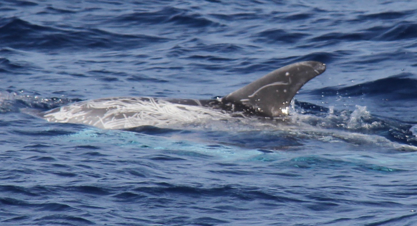 LeftDorsal
