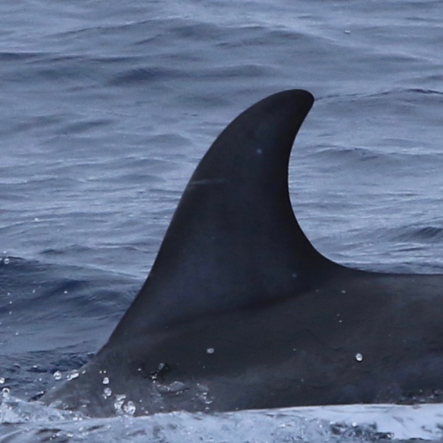 LeftDorsal
