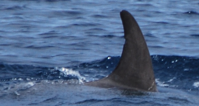 RightDorsal