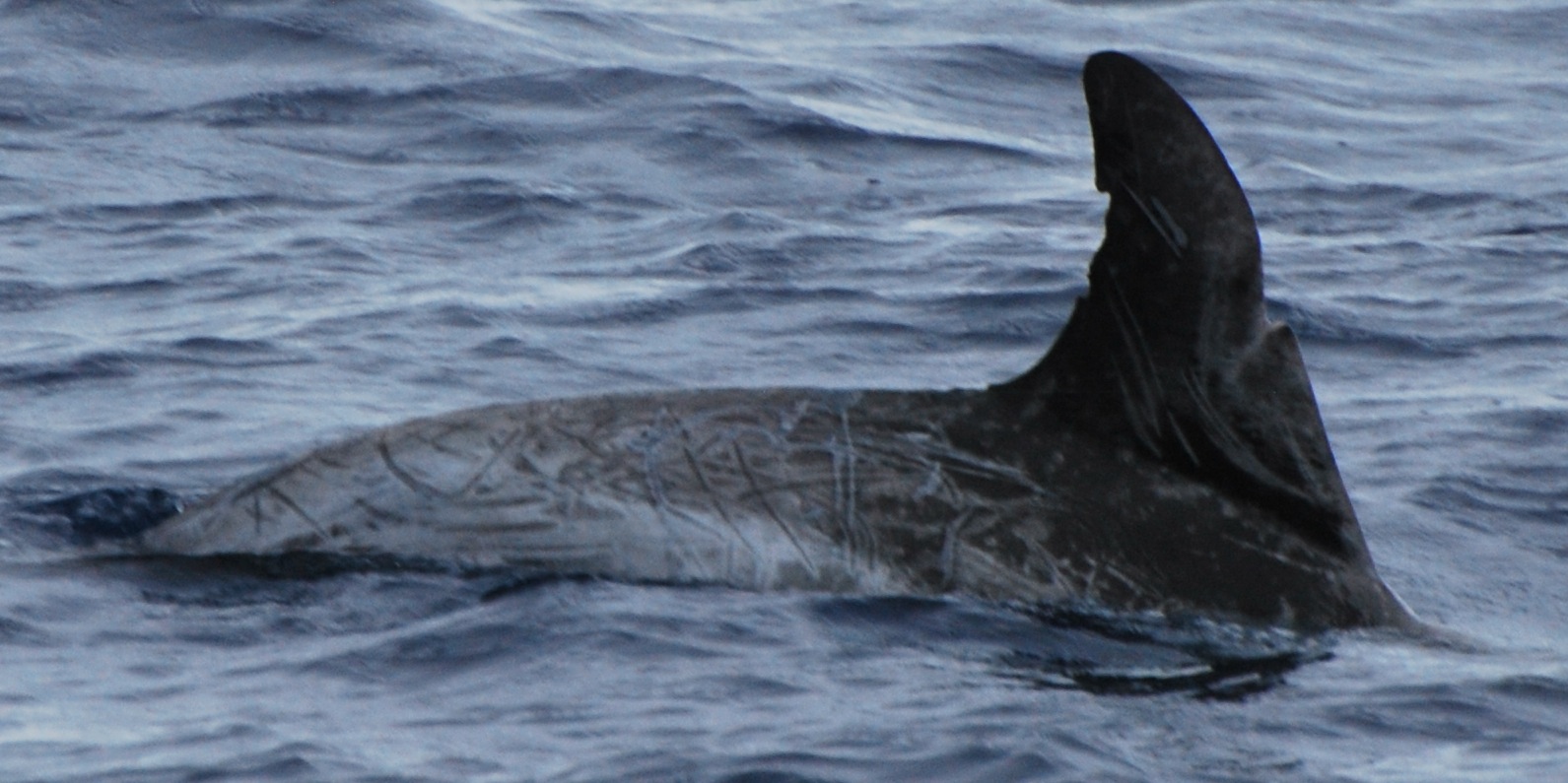 RightDorsal