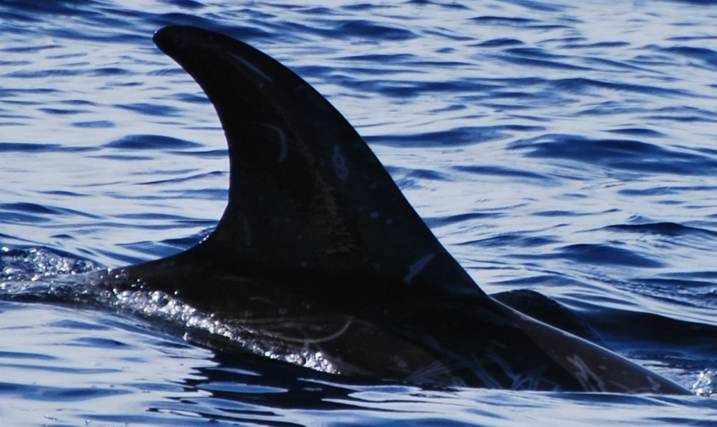 RightDorsal