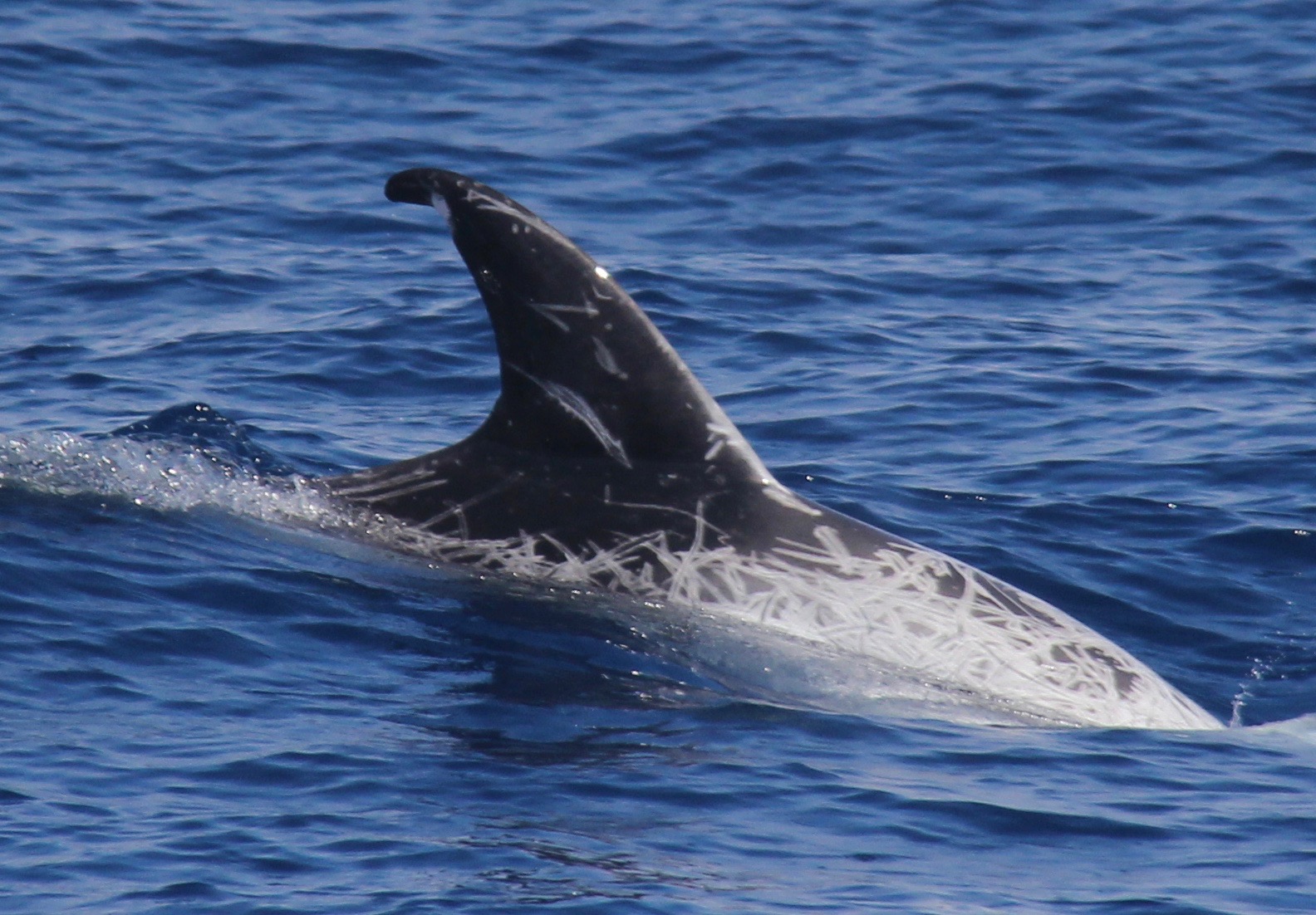 RightDorsal