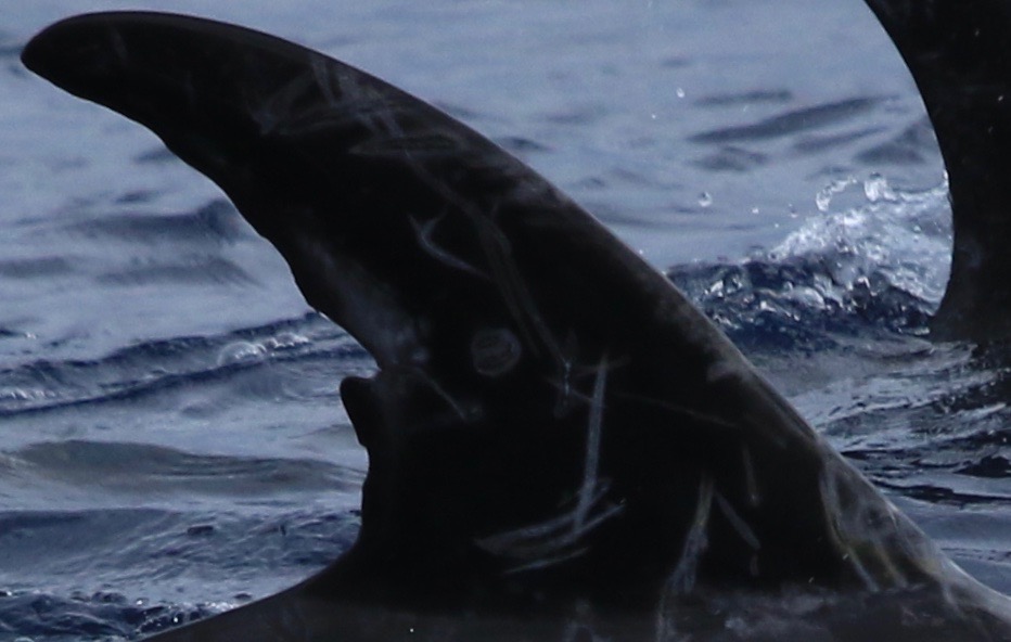 RightDorsal