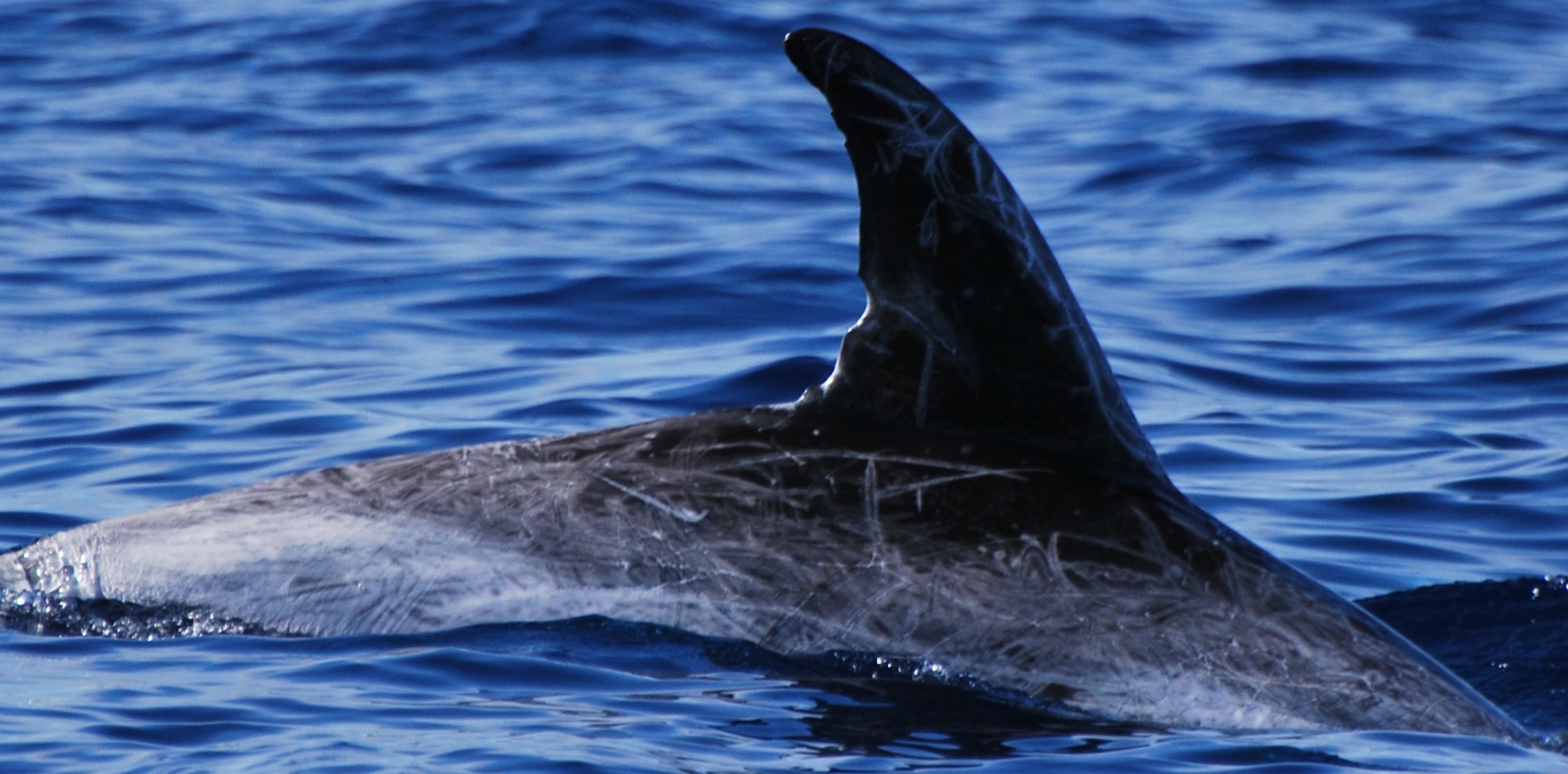 RightDorsal