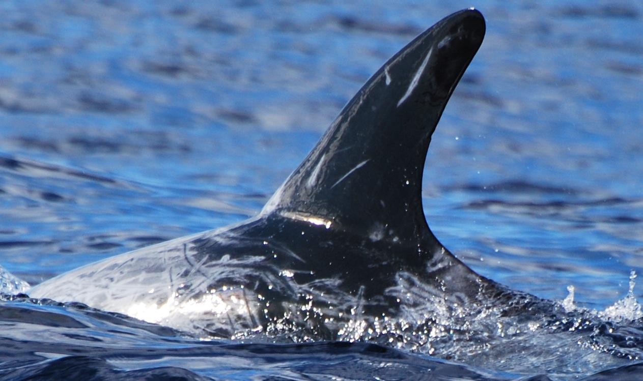 LeftDorsal