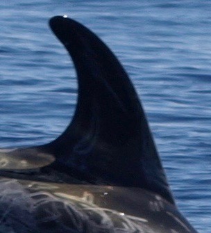 RightDorsal