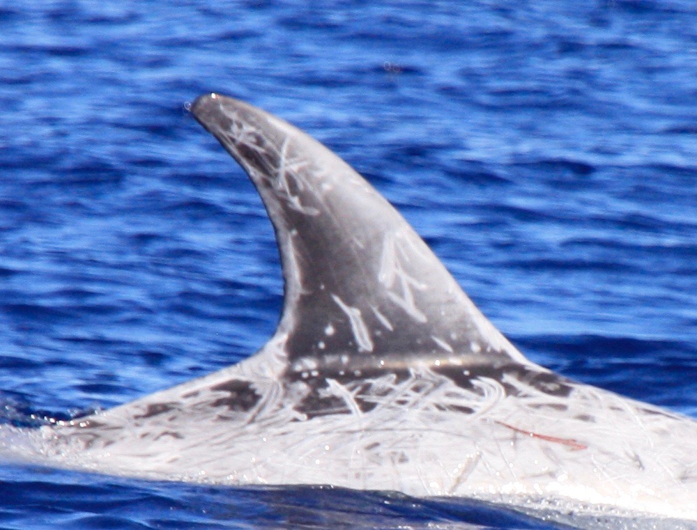 RightDorsal