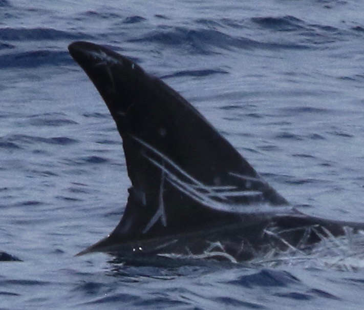 RightDorsal