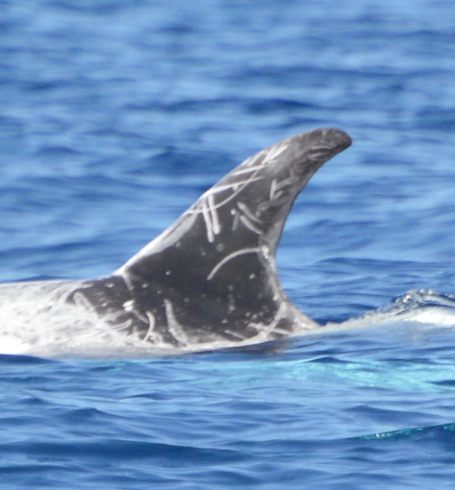 LeftDorsal