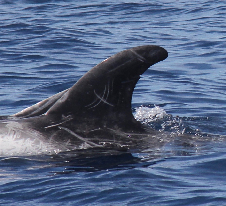 LeftDorsal