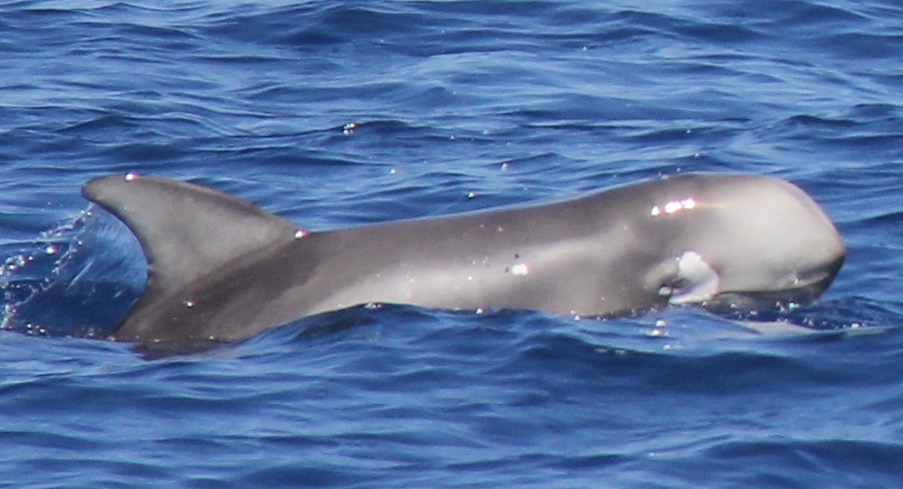 RightDorsal