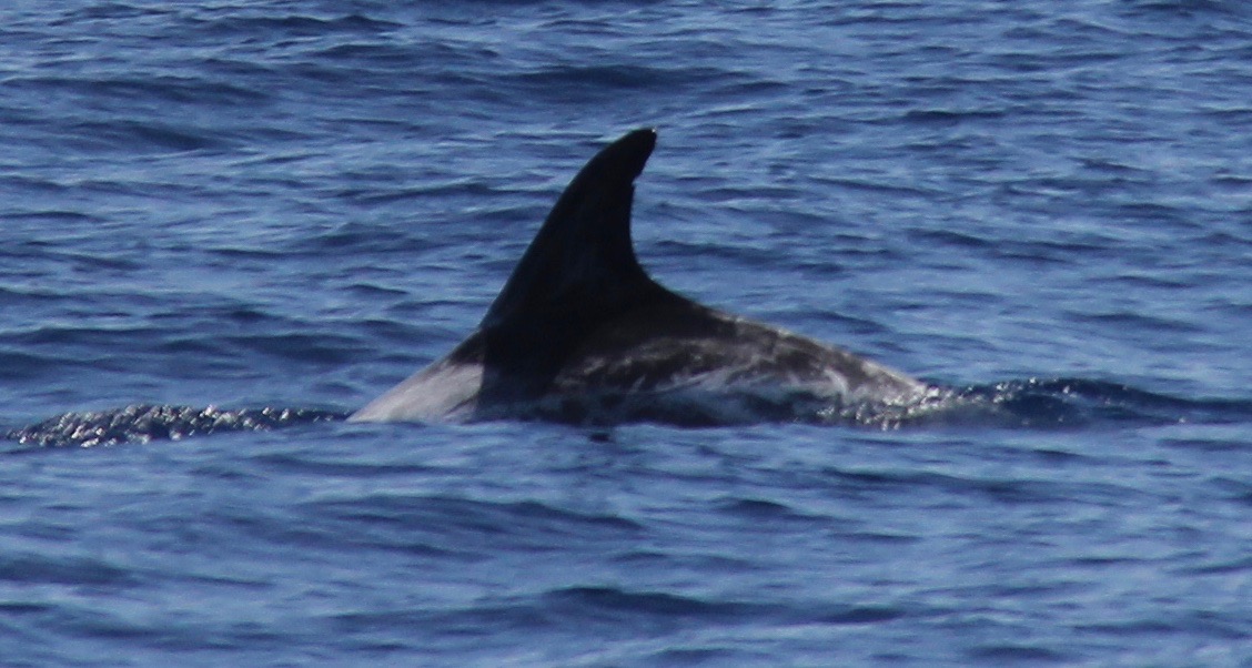 LeftDorsal