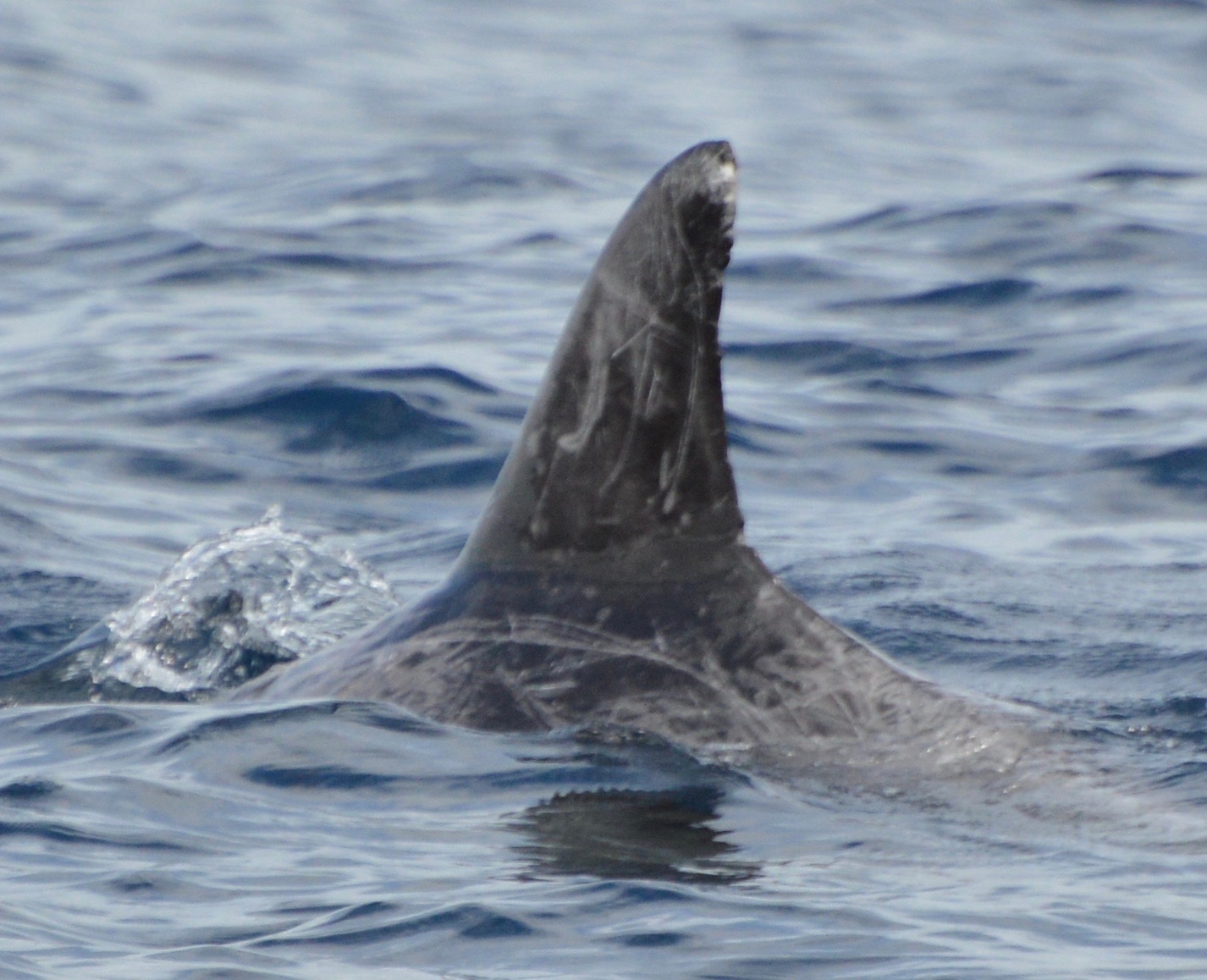 LeftDorsal