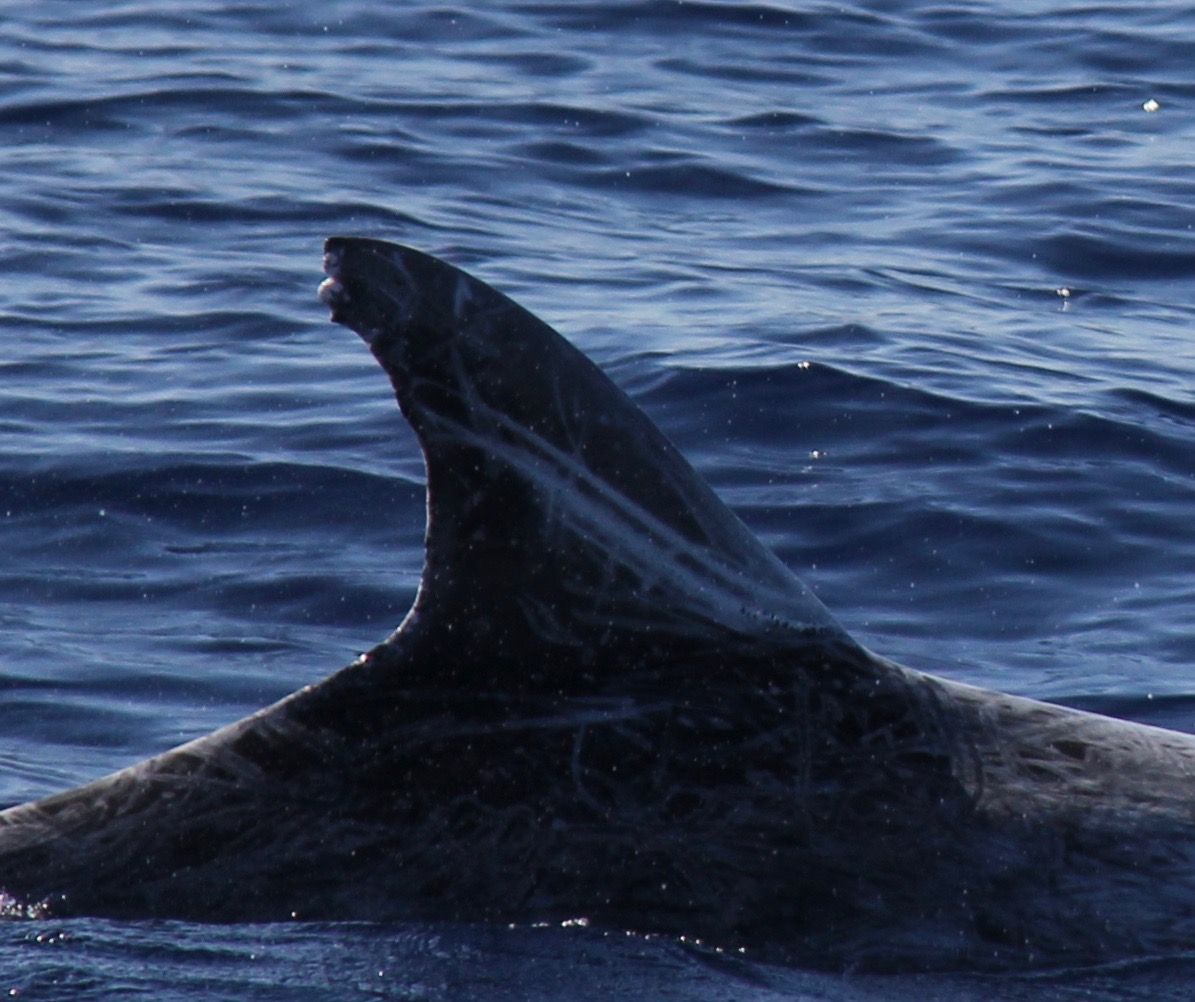 RightDorsal