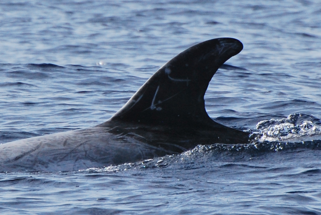 LeftDorsal