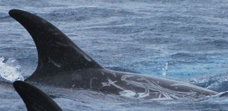 RightDorsal