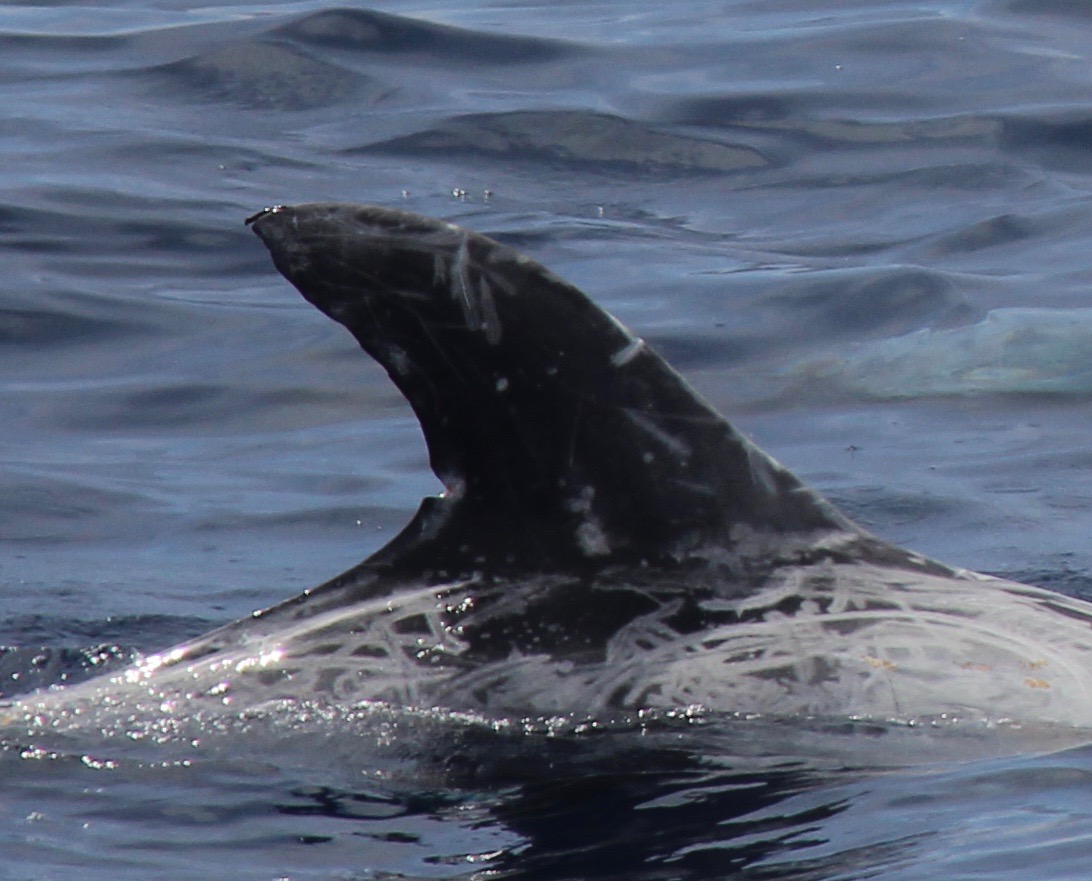 RightDorsal