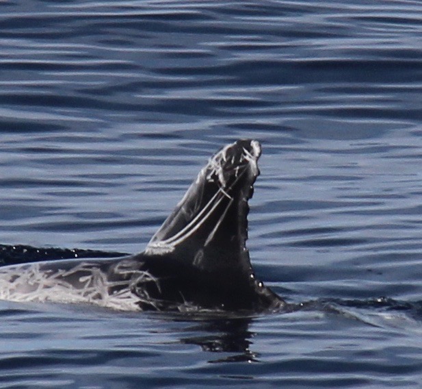 LeftDorsal