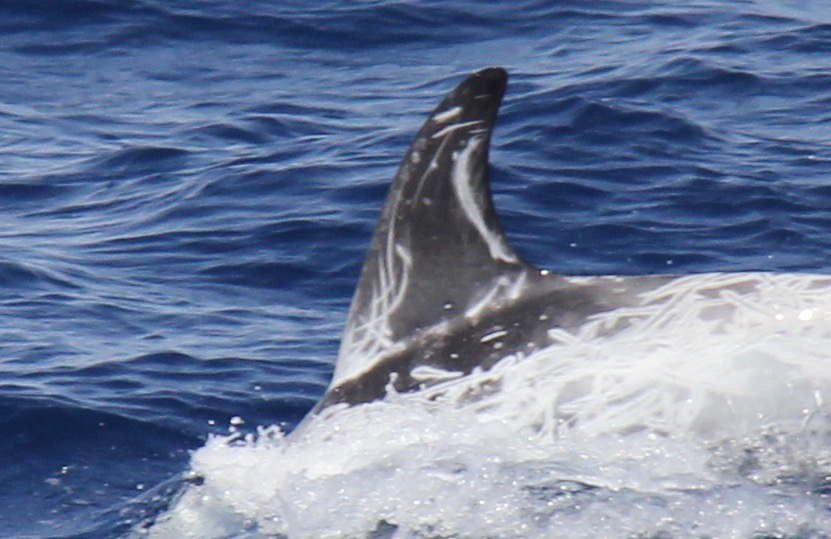 LeftDorsal