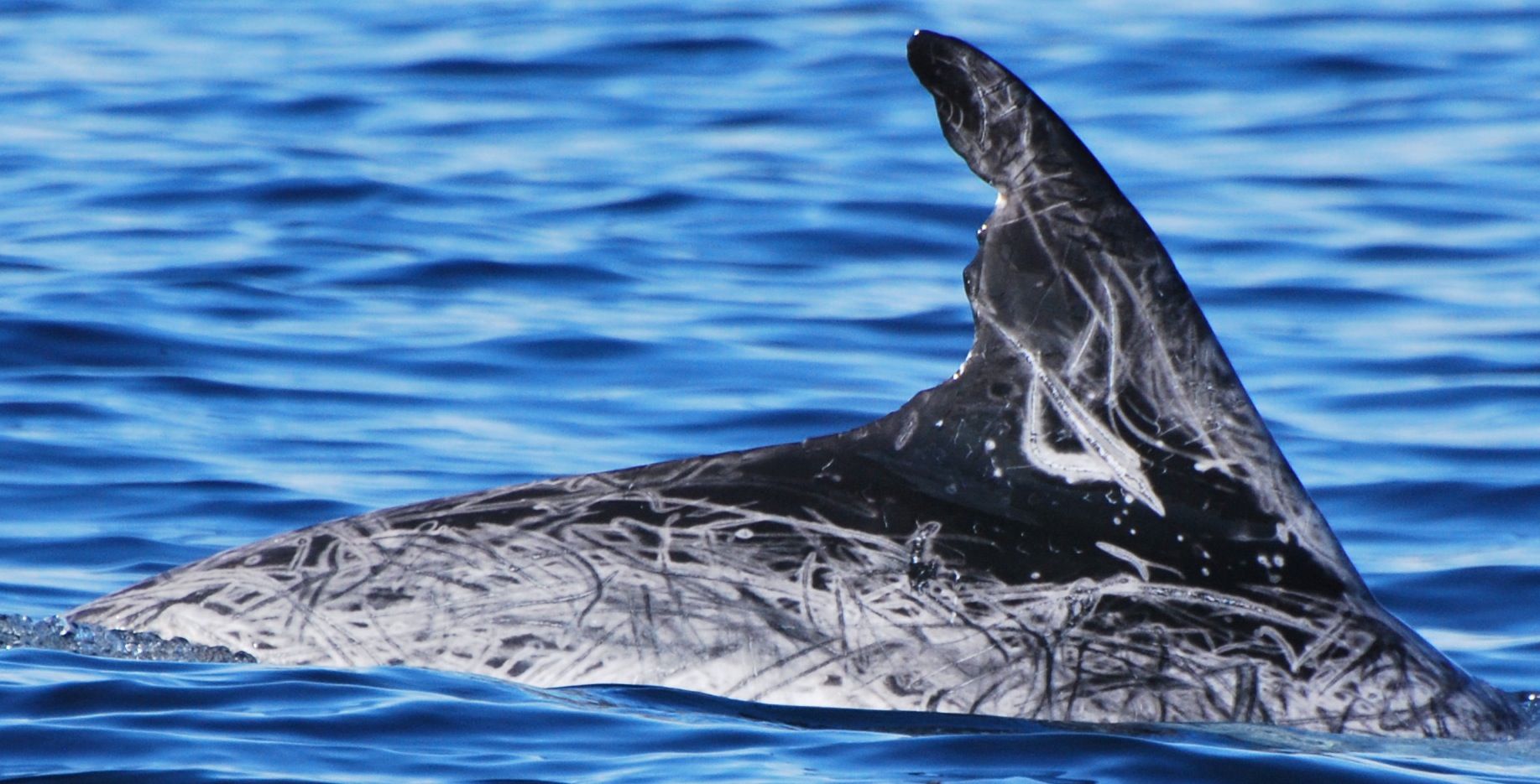 RightDorsal